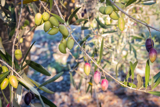 спелые и незрелые греческие оливки каламата, висящие на ветке оливкового дерева с размытым фоном - calamata olive стоковые фото и изображения