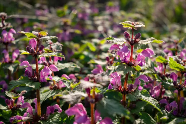 Close-up of blooming deadnettles in backlight, Weserbergland, Lower Saxony, Germany.