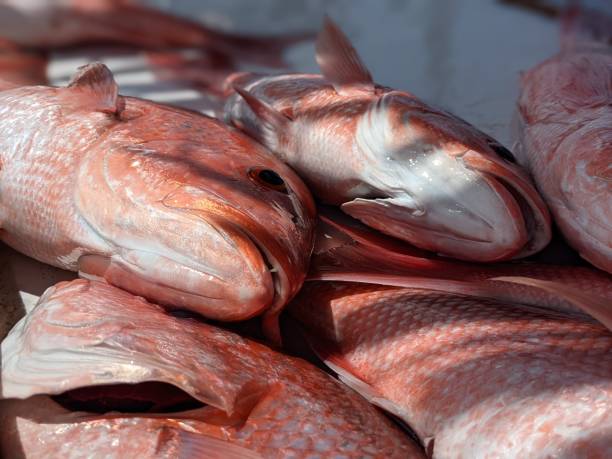prise fraîche de vivaneau rouge - fish catch of fish seafood red snapper photos et images de collection