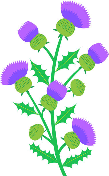 illustrazioni stock, clip art, cartoni animati e icone di tendenza di icone clipart di thistle flower e bud - flower may thistle purple