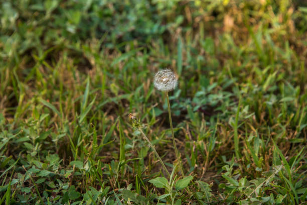 Silhouette of a dandelion that has gone to seed. Soft gradient background with lots of room for copy.