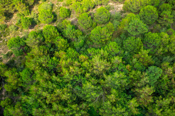 istock Top view of a young green forest in spring or summer 1328403671