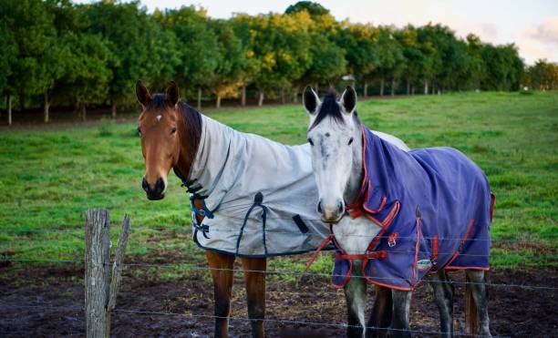 istock Gift horses and mouths! Brisbane, Queensland 1328403803