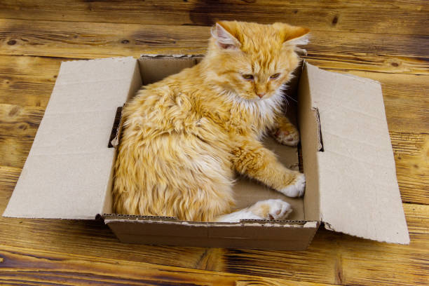 istock Ginger cat in cardboard box on wooden background 1328406168