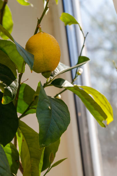 istock Lemon tree with ripening fruit on the windowsill in the apartment 1328406397