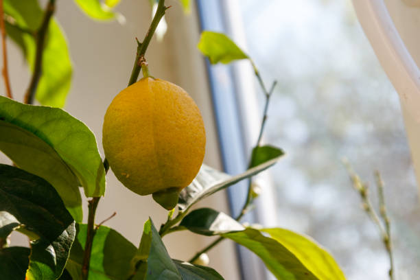 Lemon tree with ripening fruit on the windowsill in the apartment