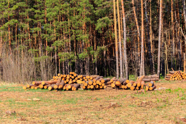 istock Stacked tree trunks felled by the logging timber industry in pine forest 1328406438