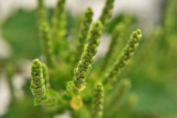 Twigs with stems filled with buds of tetradenia flower riparia growing