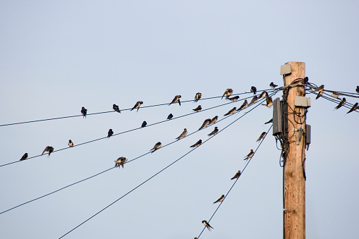 Swallows Hirundo rustica perching on telegraph wires in a large group, getting ready for a migration flight, North Yorkshire, England, United Kingdom