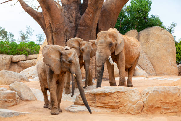 istock African Savannah with African Elephants 1328408938