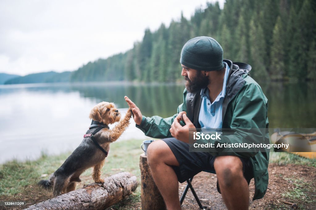 Young bearded man and his dog giving high five to one another at camping Cute little terrier dog giving high five to his owner at a camping Dog Stock Photo