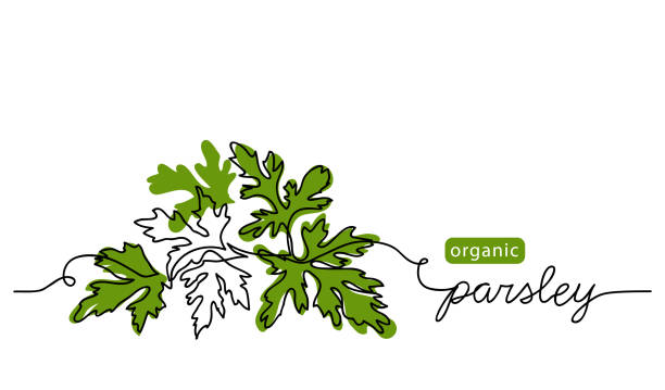 illustrazioni stock, clip art, cartoni animati e icone di tendenza di rametto di prezzemolo, illustrazione vettoriale di ramo, sfondo, design dell'etichetta. un'illustrazione artistica di disegno a linee continue con prezzemolo organico lettering - parsley