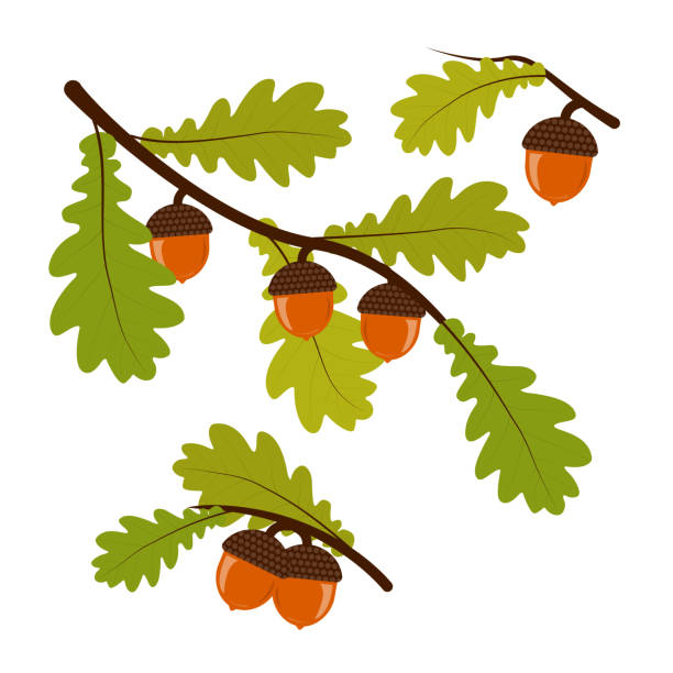 illustrazioni stock, clip art, cartoni animati e icone di tendenza di ramoscelli autunnali di quercia con foglie e ghiande - acorn oak oak tree leaf