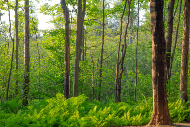 istock summer forest fern foliage green environment leaf trees in sunlight 1328417426