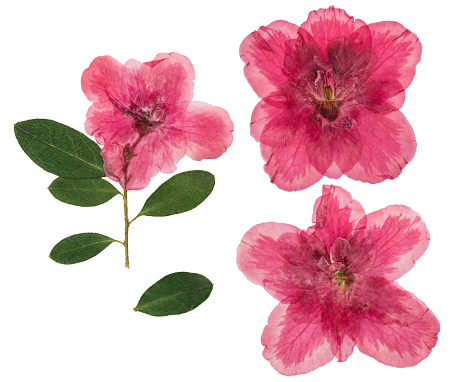 Pressed and dried flowers azalea, isolated on white background. For use in scrapbooking, pressed floristry or herbarium.