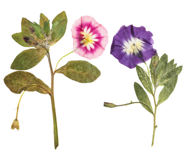 istock Pressed and dried delicate transparent bindweed flowers isolated on a white background. For use in scrapbooking, floristry, or herbaria 1328417453