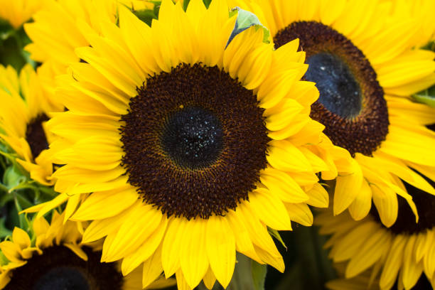 istock Close up of a sunflower in bloom. 1328417520