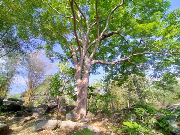 istock big tree in the middle of the great forest 1328418296