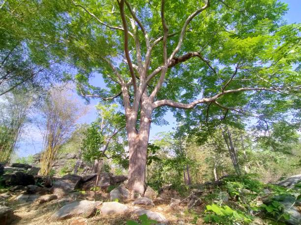istock big tree in the middle of the great forest 1328418302