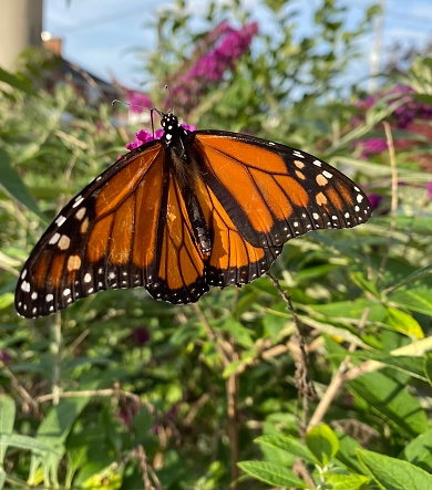 A monarch butterfly sitting on a butterfly bush