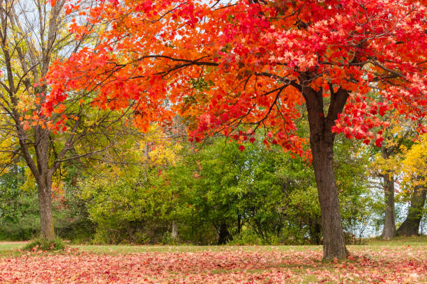 istock finger lakes State Park, Autumn Leaves 1328419016