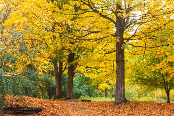istock Fall foliage, Autumn Leaves 1328419580