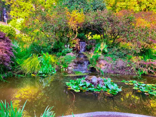 istock Waterfall and Lily Pads - Beaverton, Oregon 1328419884