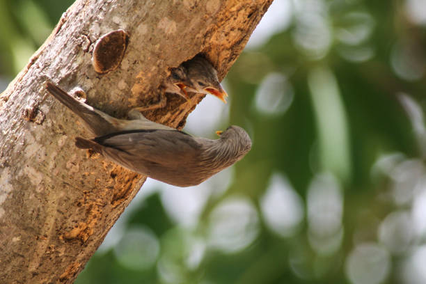 istock Bird feeding on the tree in Mekong Delta 1328420582