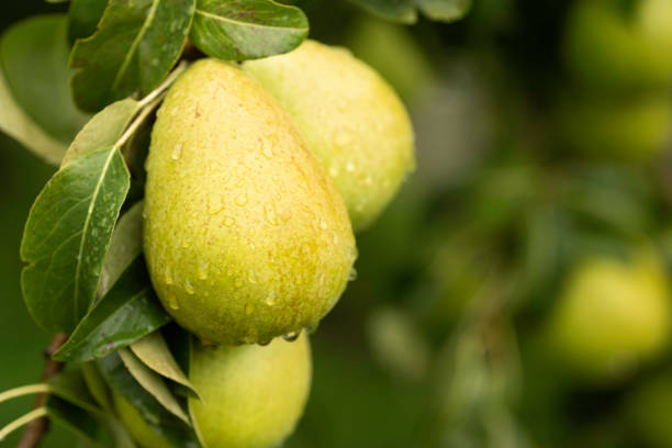 gelbe bartlett-birnen auf einem baum in odell, oregon - pear tree stock-fotos und bilder