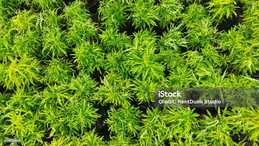 Bunga Rombusa Mini Bunga Mini Rombusa Green Leaf Yang Cantik Foto Stok - Unduh Gambar ...