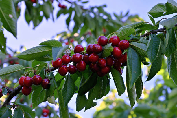 Tree Ripe Cherries