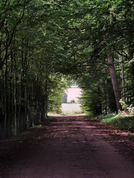 istock Green trees in the forest 1328425473