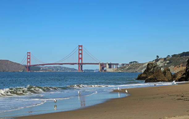 istock Sea gulls on Baker Beach - Golden Gate 1328429209