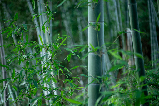 A green bamboo forest in spring sunny day. High quality photo. Itabashi district Daimon Tokyo Japan 06.17.2023 This park is called Takenoko park.