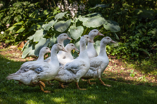 A flock of mulard ducks graze in the garden.