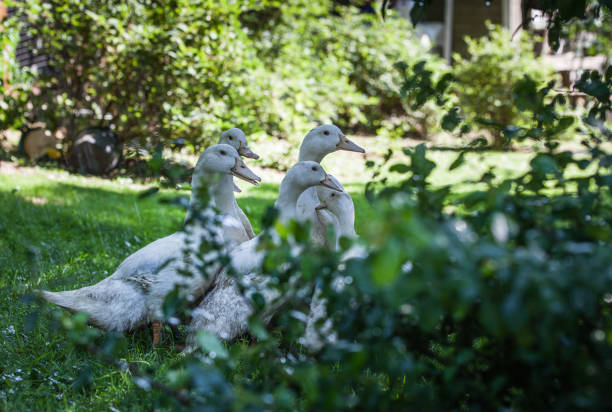 A flock of mulard ducks graze in the garden.