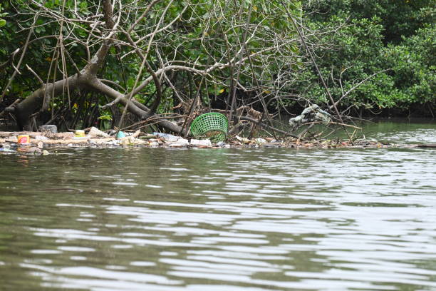 Litter in paradise Floating litter amongst mangroves on the Samabula River in suburban Suva, Fiji suva photos stock pictures, royalty-free photos & images