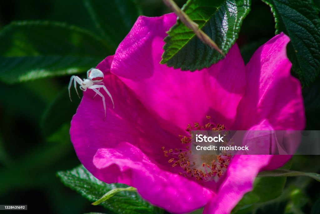 White And Pink Crab Spider Stock Photo - Download Image Now - Animal
