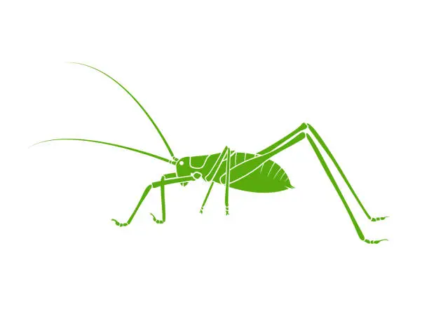 Vector illustration of Vector of green bush-cricket long horned grasshopper on white background. From side view. Insect. Animals.