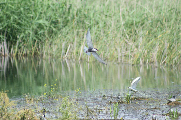 istock Black tern flying near the lake surface with selective focus background of 1328432353