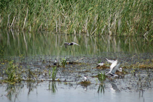 istock Black tern flying near the lake surface with selective focus background of 1328432365