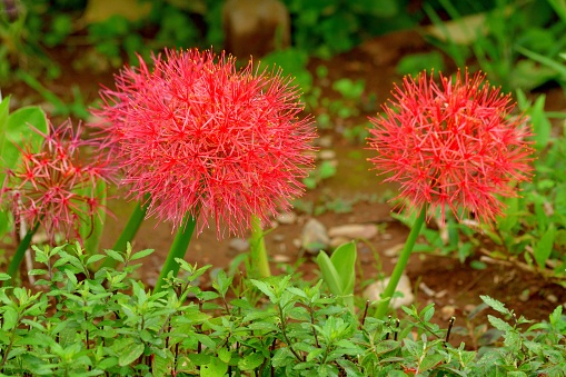 Scadoxus multiflorus is a bulbous perennial, native to tropical and sub-tropical area of sub-Sahara Africa. Its common names include blood lily, ball lily, fireball lily, blood flower, and powderpuff lily. It is a member of the Amaryllis family. Each bulb produces 6-7 bright green leaves and one flower head per season. The flower head is a spherical, soft-ball-sized terminal umbel with hundreds of tiny, densely packed, red florets with yellow tipped stamens. Each flower head appears in late spring on a succulent stem. Flowers are followed by tiny orange-scarlet berries.
