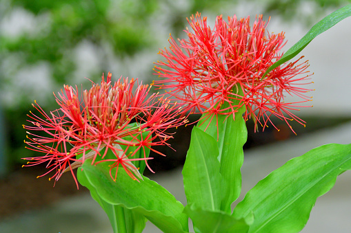 Scadoxus multiflorus is a bulbous perennial, native to tropical and sub-tropical area of sub-Sahara Africa. Its common names include blood lily, ball lily, fireball lily, blood flower, and powderpuff lily. It is a member of the Amaryllis family. Each bulb produces 6-7 bright green leaves and one flower head per season. The flower head is a spherical, soft-ball-sized terminal umbel with hundreds of tiny, densely packed, red florets with yellow tipped stamens. Each flower head appears in late spring on a succulent stem. Flowers are followed by tiny orange-scarlet berries.