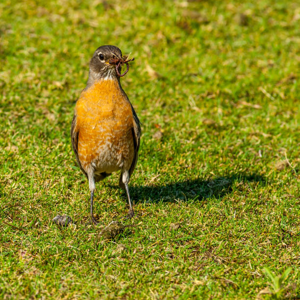 istock American Robin Hunting for Worms 1328433503