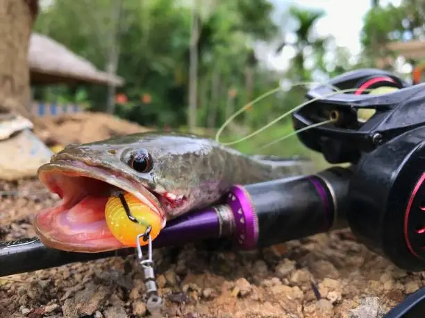 a snakehead fish is caught with a fake bait