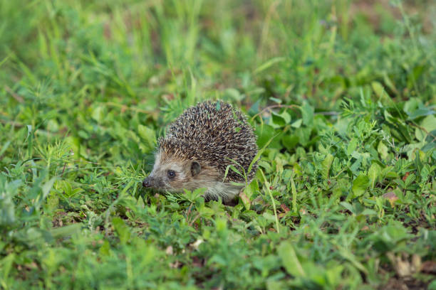 istock Hedgehog in green grass on blurred background. 1328434348