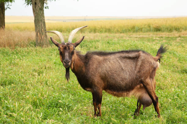 istock Brown goat on summer meadow with copy space. 1328436086