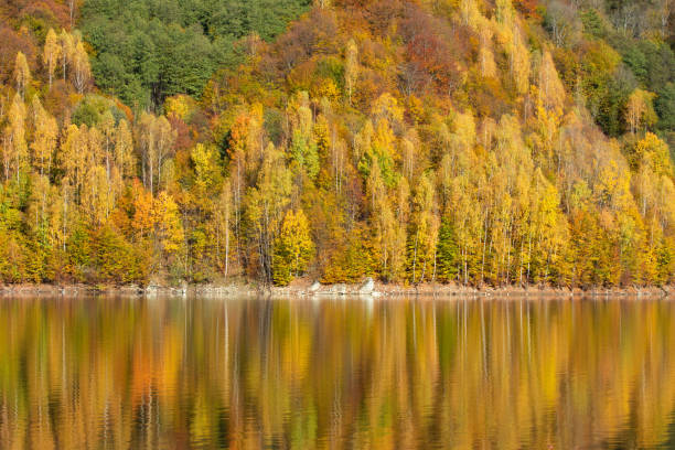 istock Autumn landscape, birch forest reflection in lake 1328436880