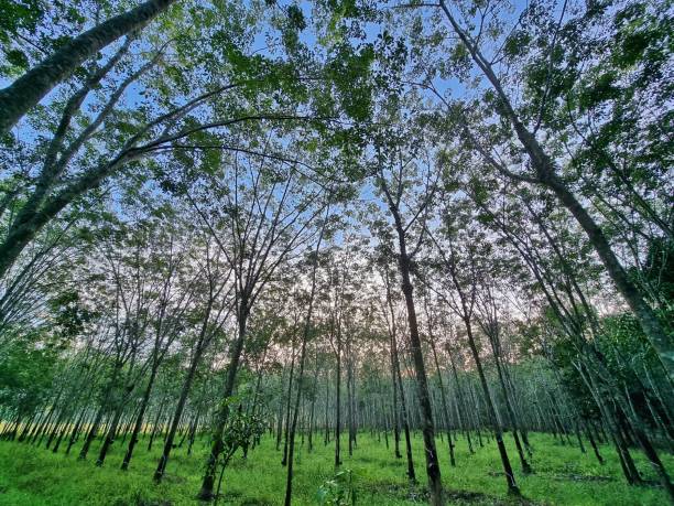 istock Rubber plantation in the morning 1328437841