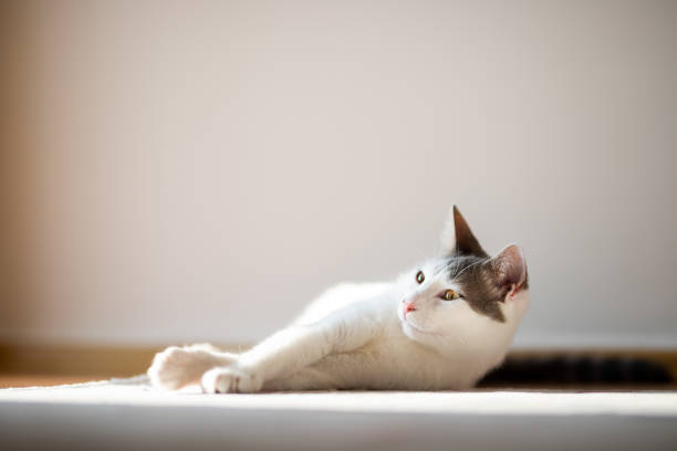 istock a curious white cat lying on the carpet at home 1328439669